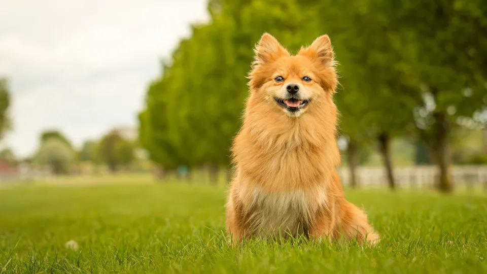 German Spitz (Klein)
